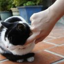 꿈꾸는 고양이 이미지