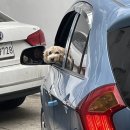 위즈동물병원 | 퓨리나/위즈동물병원 방문후기!