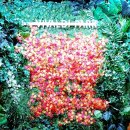 비발디렌통령 이미지