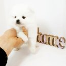 미스터앤 미세스멍 원주점 | #남양주강아지분양 에서 젤 유명한 미스터앤미세스멍에 다녀온 스토리