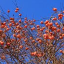 산중농원 이미지