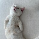 일산고양이분양&미용 반하나캣 이미지