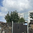 스테이비앤비(STAY BnB) | 야외 수영장 있는 제주 협재 한림 에이비앤비 감성숙소(내돈내산) : 스테이 아하 stay AHHA