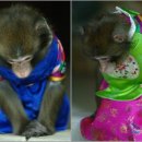 덕장진땡이