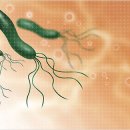 화산초등학교 이미지