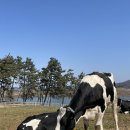 홀스타인 빌리지 네이버블로그