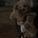 비엔팜 | [애견매트 추천] 노견들 슬개골탈구 방지 필수템 "비엔메이드강아지매트" 미끄럼방지에 100%방수 크림색...