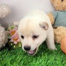 퍼피메이트 안심분양센터 동탄 강아지분양 | 경기강아지무료분양 시바이누받아왔어요