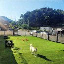 딩동댕애견스파풀빌라 이미지