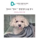 철산 동물병원) 강아지 "랑이" 방광결석 수술 후기 (스트루바이트 결석, 방광염)