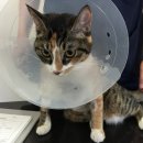 라이프 동물병원 이미지