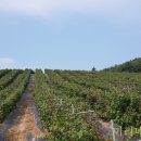 마리네 농장 이미지