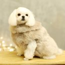 하이보리 이미지