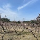 매화보건진료소 네이버블로그