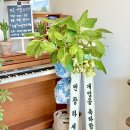 김포-고촌-김포 비상-017 | 겨울철 개업 화분 비상! 가격 폭등 속 'A급 뱅갈고무...직접 골라 배송해 드린 후기 (ft. 샌드위치 가게)