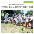 &#39;중랑천 벼농사 체험장&#39; 모내기 후기