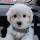 푸숑푸숑 이미지