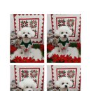 까까보개 이미지