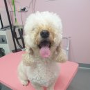 DOG LOVE WITH 란 이미지