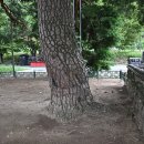 행곡2리(처진소나무옆) 이미지