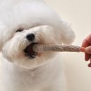 반려동물 수제간식창업 이미지