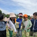 요술배가 수확한 여름의 황금 보물🌽옥수수🌽 이미지