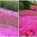 철쭉동산 이미지