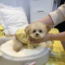 멜로디펍스 이미지