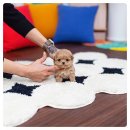 신중 | 평택말티푸분양 후기｜신중하게 알아보고 결정한 최고의 선택