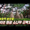 서울 유일의 평지형 최대 소나무 군락지/🌲소나무의 피톤치드향에 취해보세요!/대중교통 뚜벅이 여행 이미지