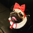 펫그라운드_해방촌 이미지