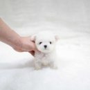 더독스 미니 네이버블로그