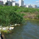 대교배수펌프장 이미지