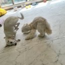 쿠이다르 이미지