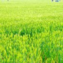 청보리축제장 이미지