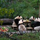 자이안트 이미지