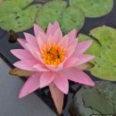 성남한우농장 | 추석연휴 모란시장 붐빌까?(주차) &amp; 신구식물원 가을 국화