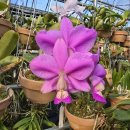 Cattleya nobilior &#39;Atlantis&#39; AM/JOS 이미지