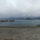 까멜리아 이미지