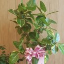 한솥도시락(혁신도시점) 이미지