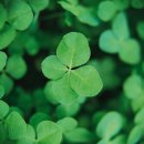 이 안 경 이미지