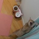 닥터캣 고양이병원 | 캣앤캣 고양이병원 후기 (고양이 항불안제 복용 후기)