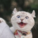 본세이로무시 이미지