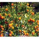 낑깡이랑 이미지