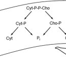 Neuroprotective Properties of Citicoline: Facts, Doubts and Unresolved Issu 이미지