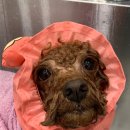 헤이뚜뚜 이미지