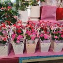 꽃집아재비 이미지