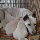 광교산동물병원 이미지