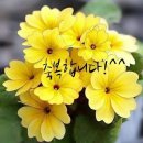춘세흑돼지