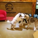 퍼피앤커피 이미지